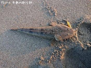 マゴチ