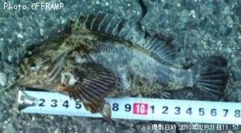 饽