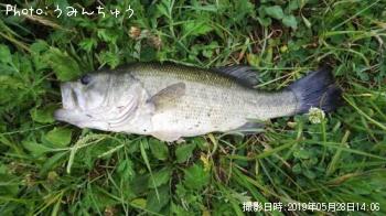 ブラックバス