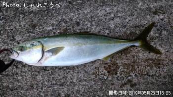 イナダ