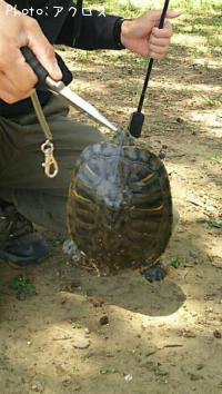 クサガメ