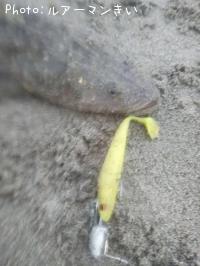 ޥ