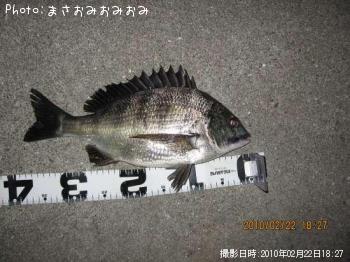 チヌ