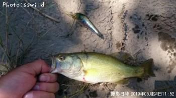 顼