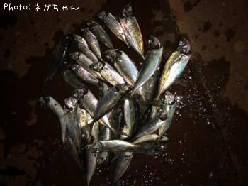 アジ