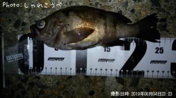メバル