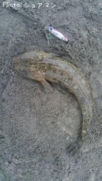 ޥ