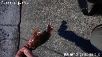 カサゴ