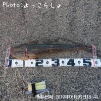 マゴチ