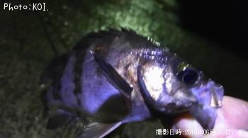 アジ
