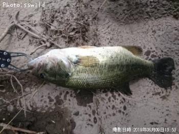 ブラックバス