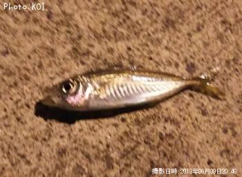 アジ