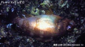 メバル