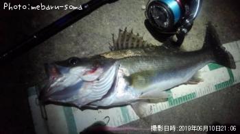 シーバス