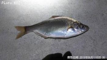 ウミタナゴ