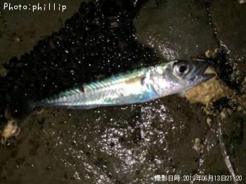 イワシ