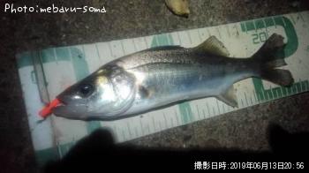 シーバス