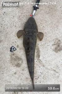 ޥ