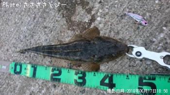 ޥ勵ꥬ