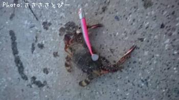 ޥ勵ꥬ