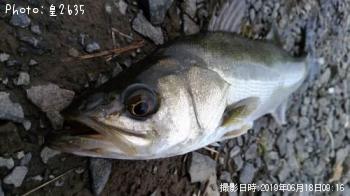 シーバス