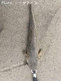 ޥ