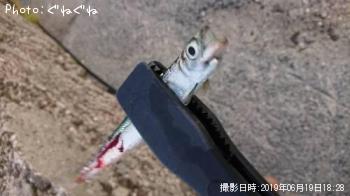 イワシ