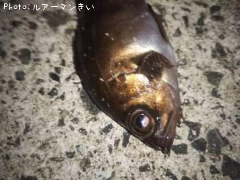 メバル