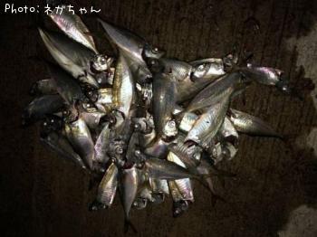 アジ