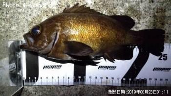 メバル