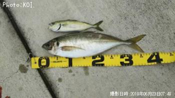 アジ