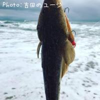 ޥ