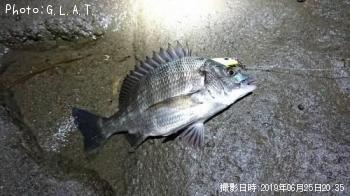 クロダイ