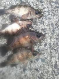 メバル