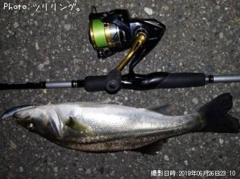 シーバス