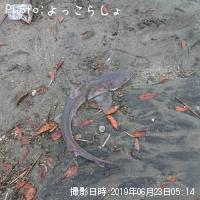サメ