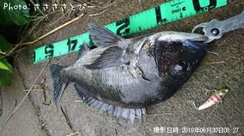 クロダイ