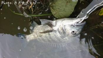 クロダイ