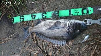 クロダイ