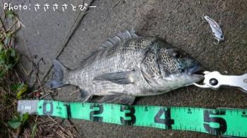 クロダイ