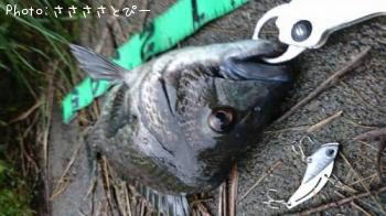 クロダイ