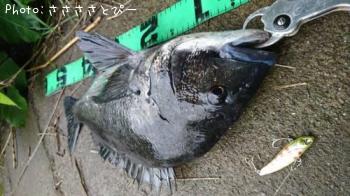 クロダイ