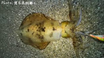 アオリイカ
