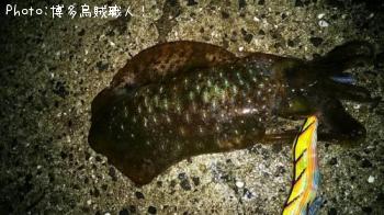 アオリイカ