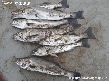 シーバス