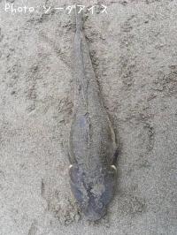 ޥ