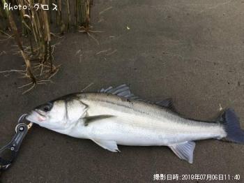 シーバス