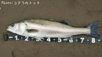 シーバス