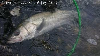 シーバス