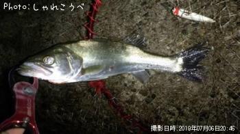 シーバス